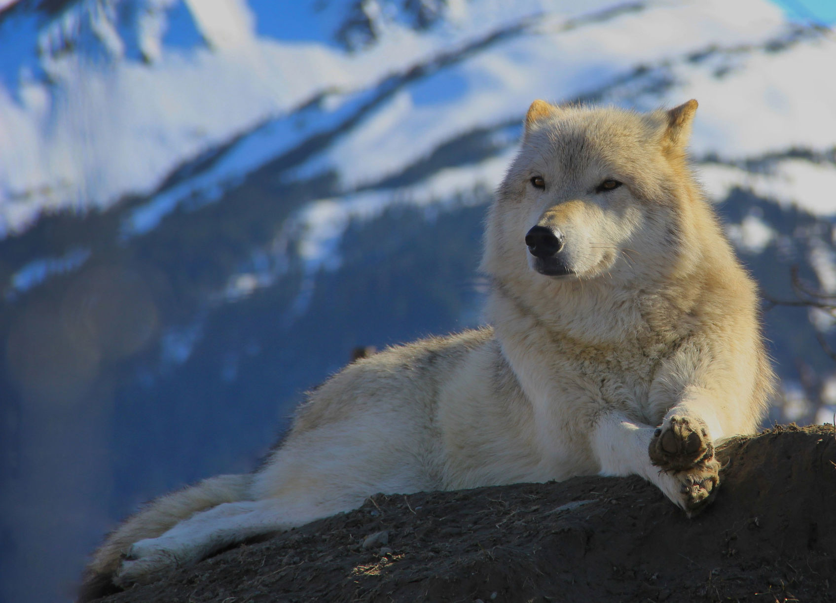 Alaskan tundra wolf